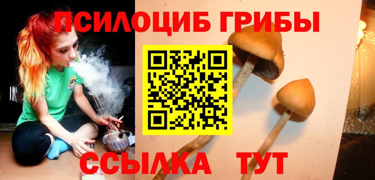 Псилоцибиновые грибы Psilocybine cubensis Алейск